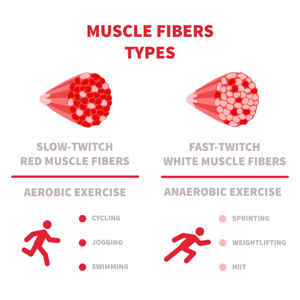 Slow-twitch vs fast-twitch muscle fibers explained for endurance athletes